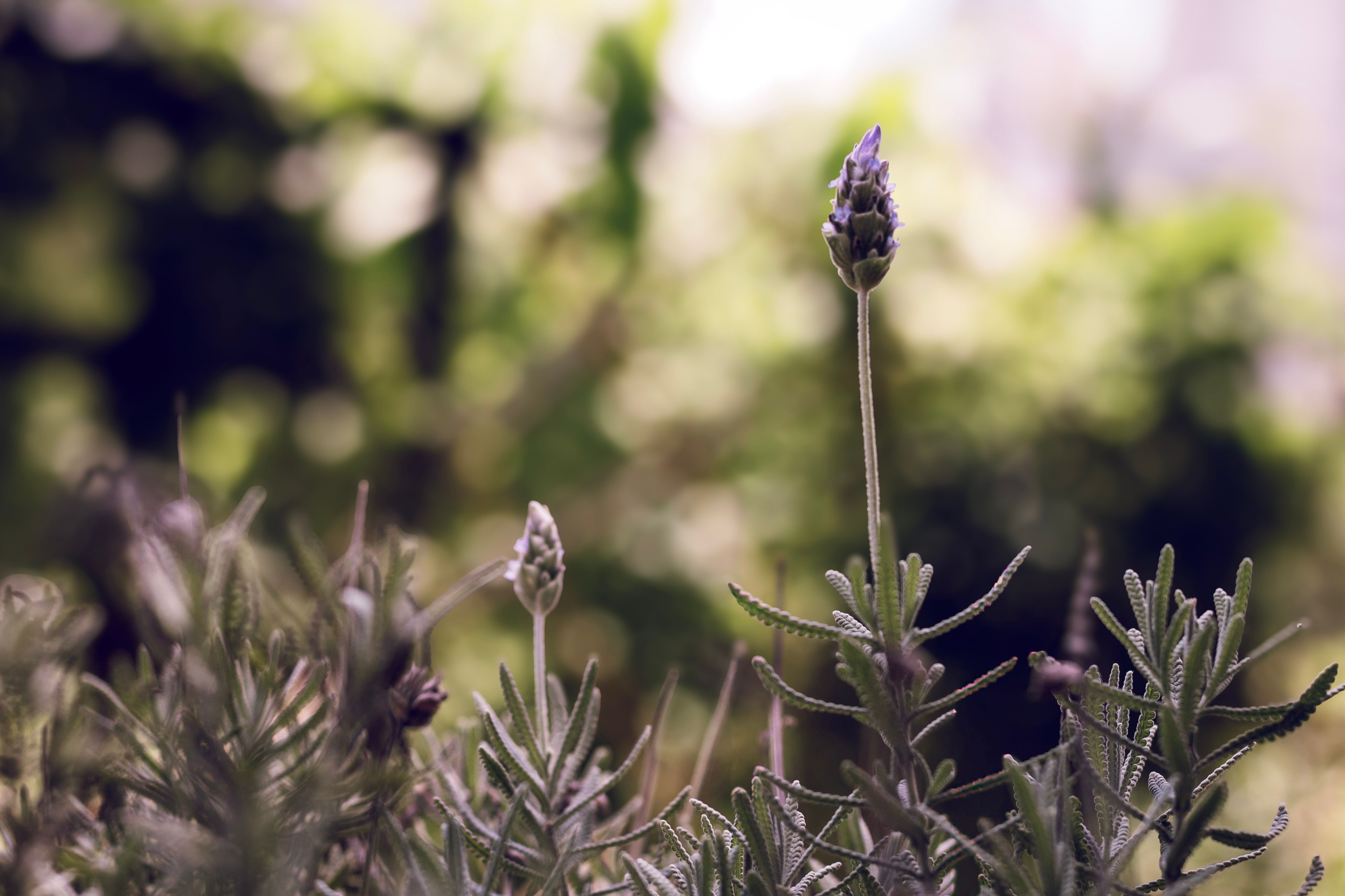Pine Buds Natural Herb