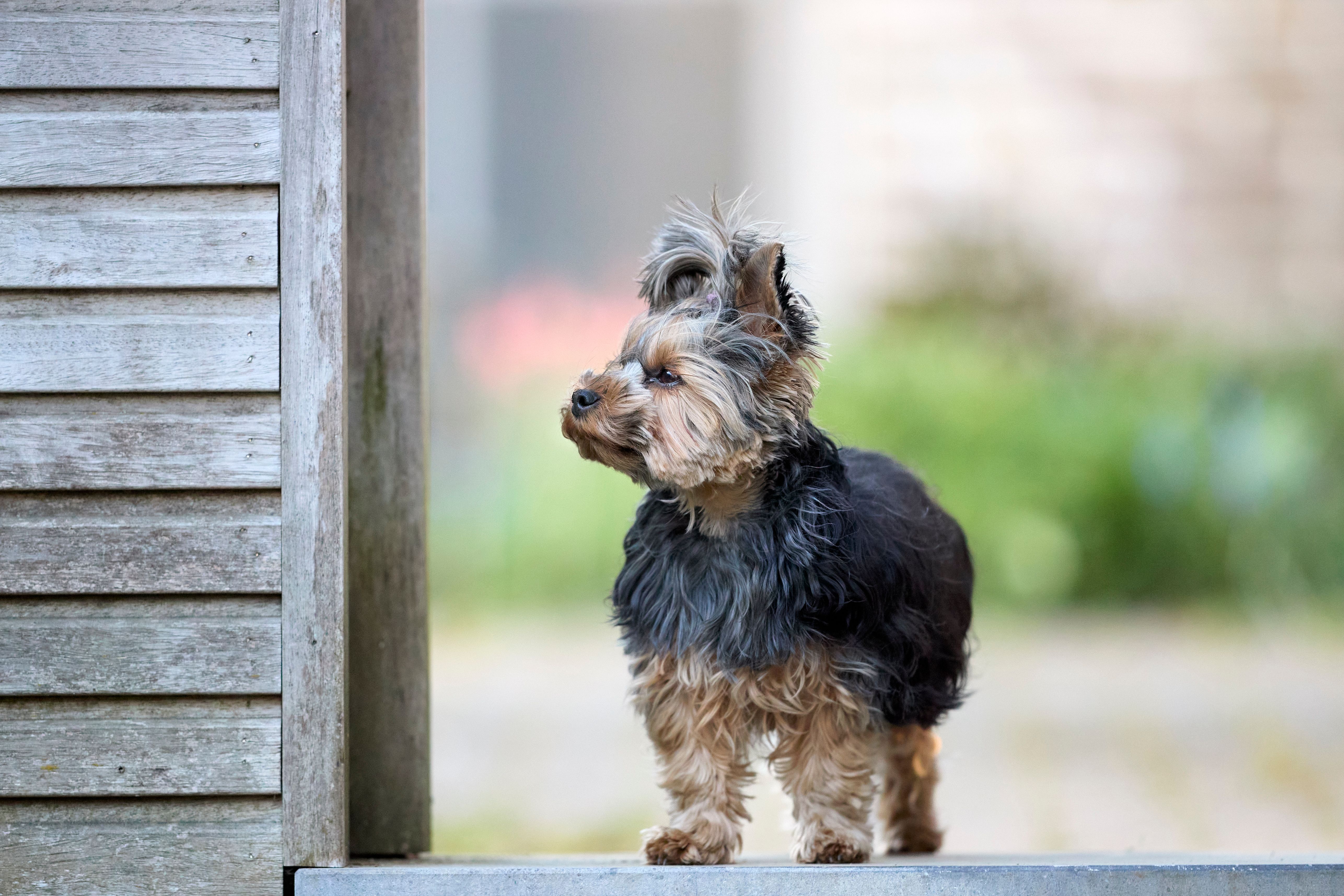 Cute Yorkshire Terrier standing outdoors, looking alert and curious on a sunny day.