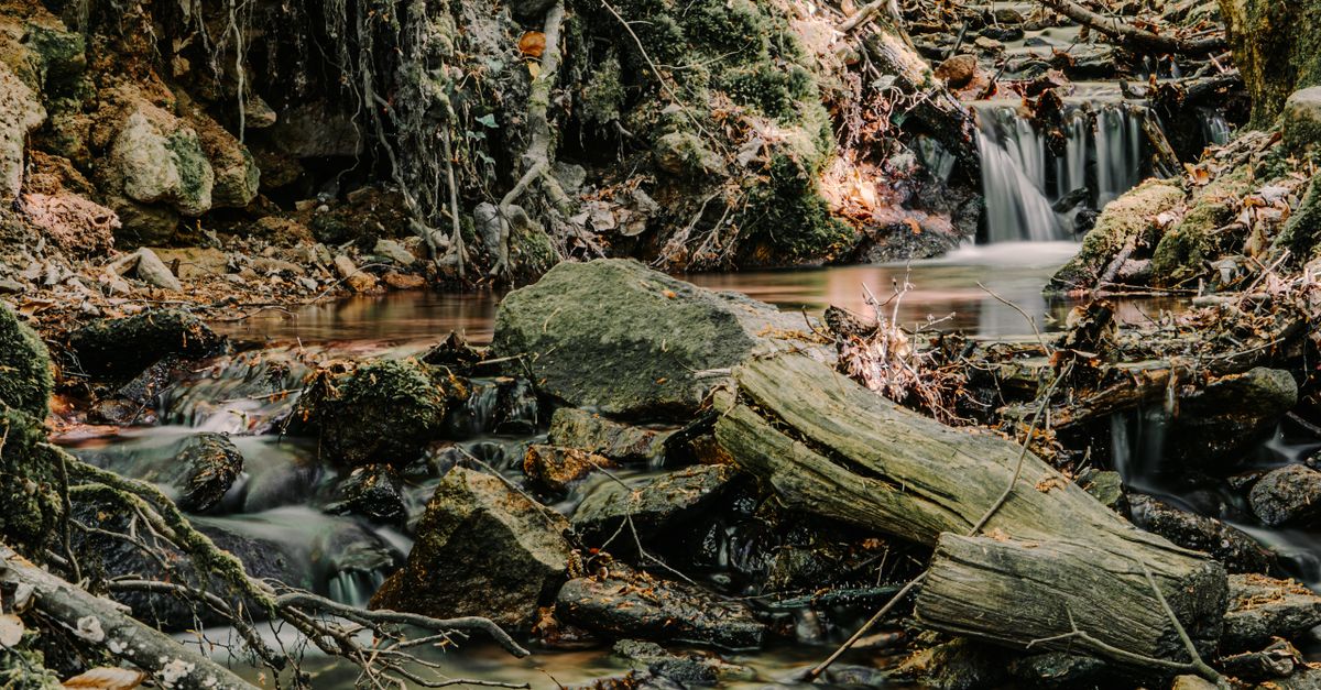 A tranquil forest scene with a gentle stream flowing over mossy rocks and fallen logs.