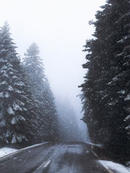 Serene winter scene of a snow-covered road through a pine forest.
