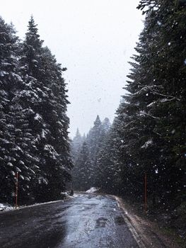 A serene winter scene with snow-covered trees along a winding road.