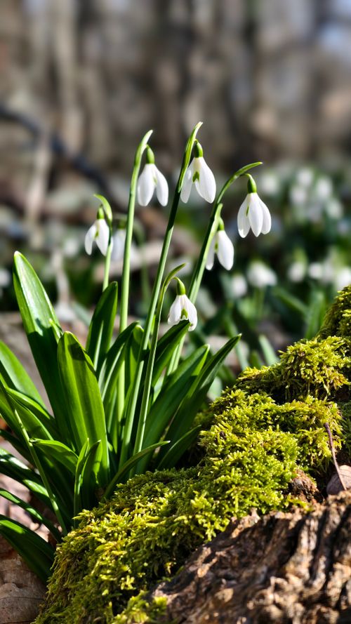 Free Vibrant snowdrops blooming alongside moss-covered logs, hinting at spring's arrival in a forest setting. Stock Photo