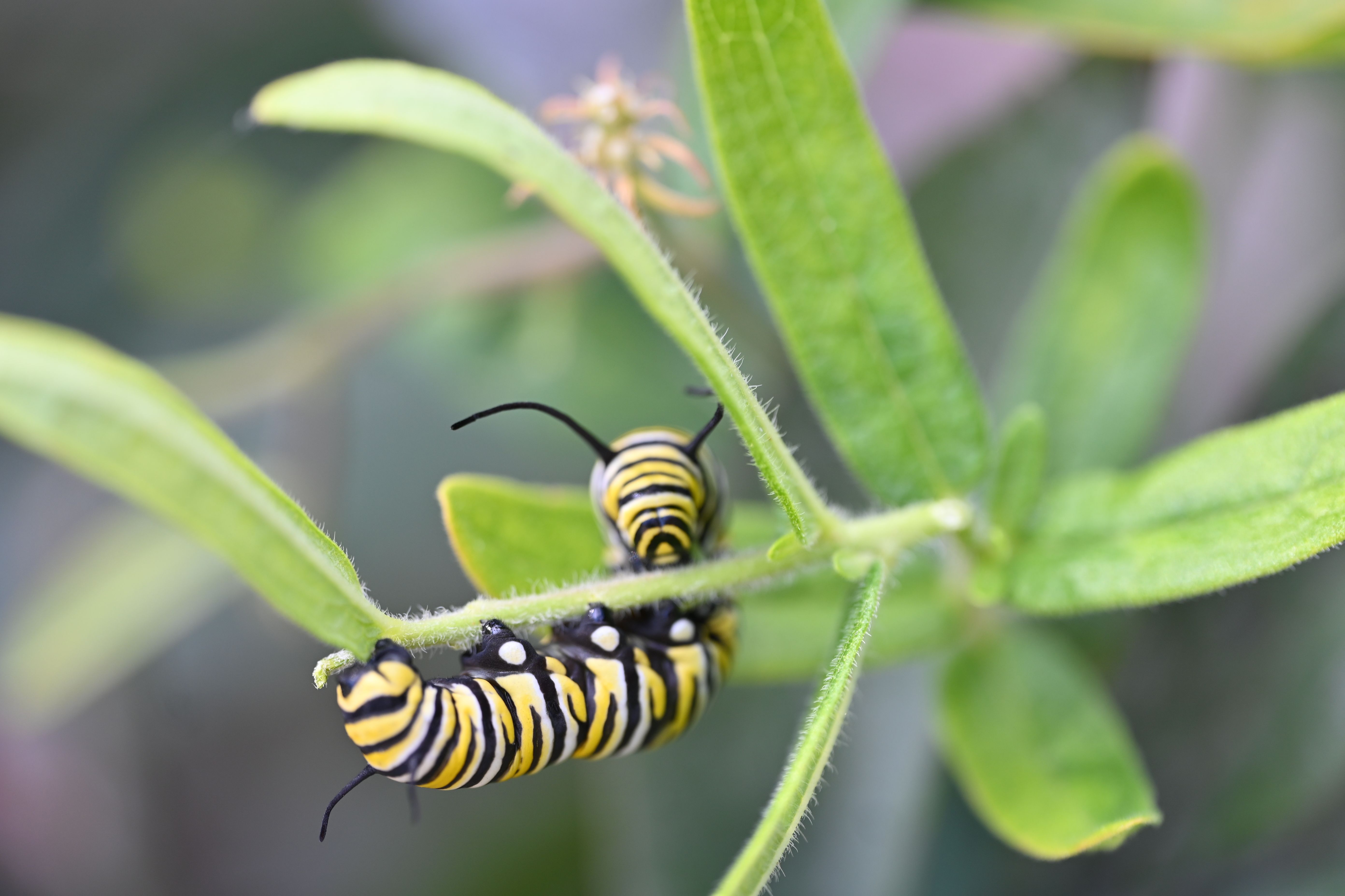 Monarch caterpillars feeding on milkweed