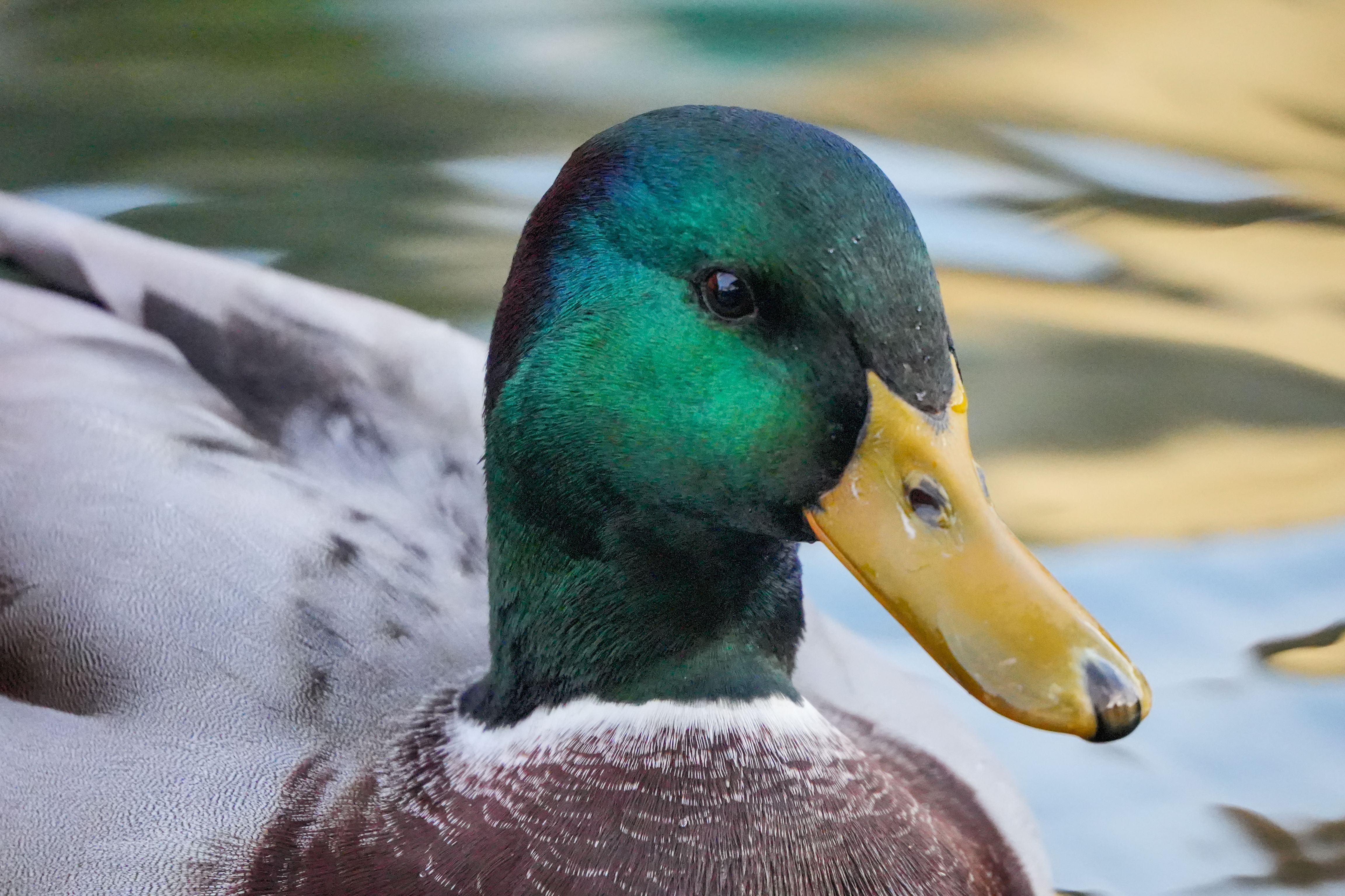 Colorful mallard duck swimming gracefully on a calm pond.