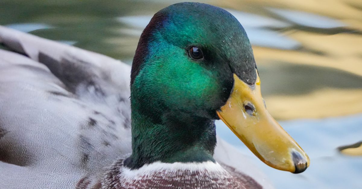 Colorful mallard duck swimming gracefully on a calm pond.