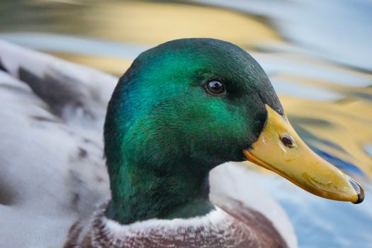 Oregon Ducks' collapse continues, as loss to Illinois puts Dan Lanning on the hot seat in Eugene