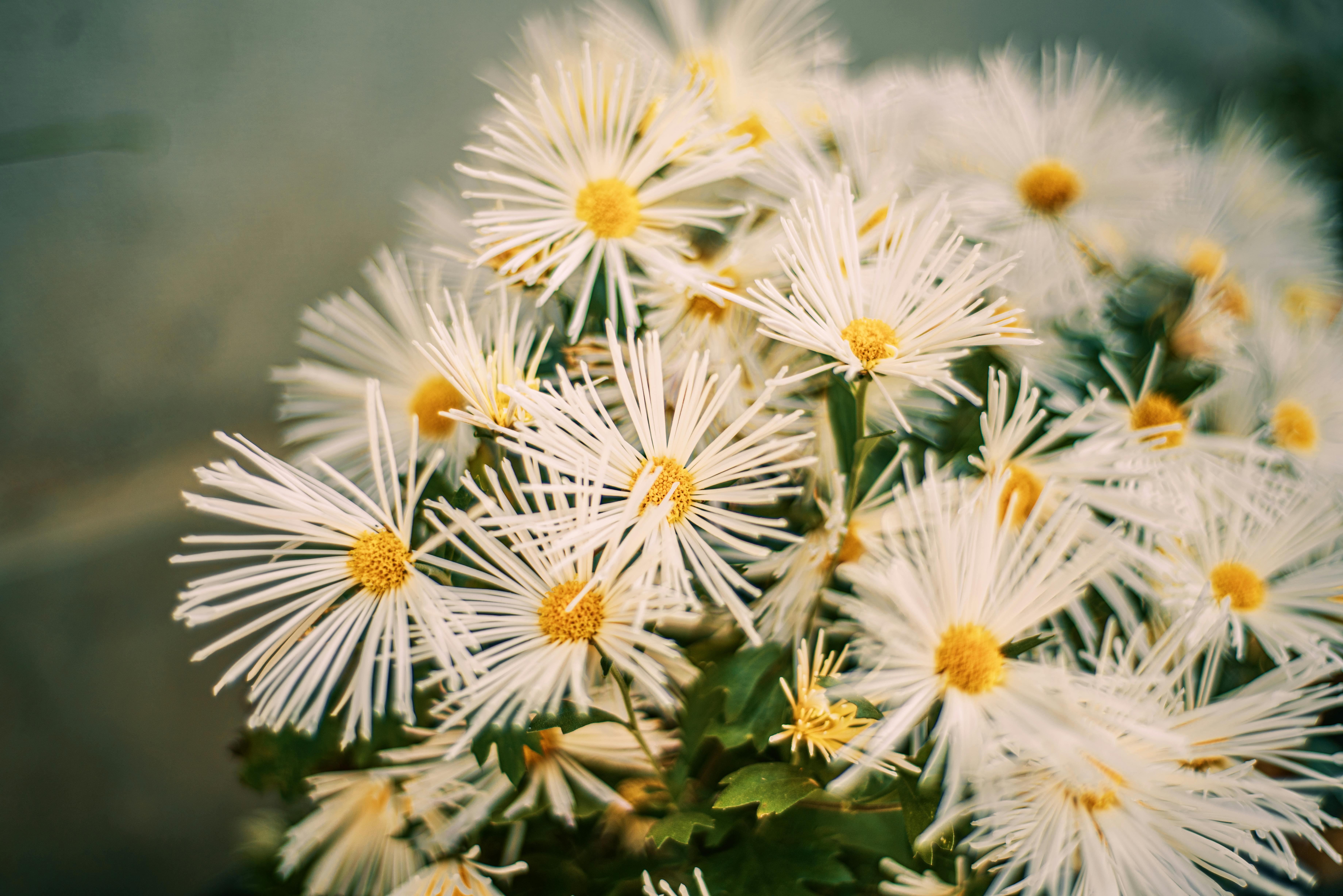 [ColoSach]-close-up-of-vivid-white-chrysanthemums-with-a-striking-yellow-center-in-a-natural-setting.