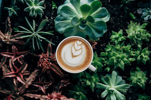 Kostnadsfri bild av kaffe, latte, lattekonst