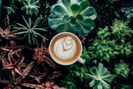 一杯精心制作的拿铁咖啡，带着艺术气息，静静地摆放在充满活力的多肉植物中，捕捉到了自然与咖啡文化的融合