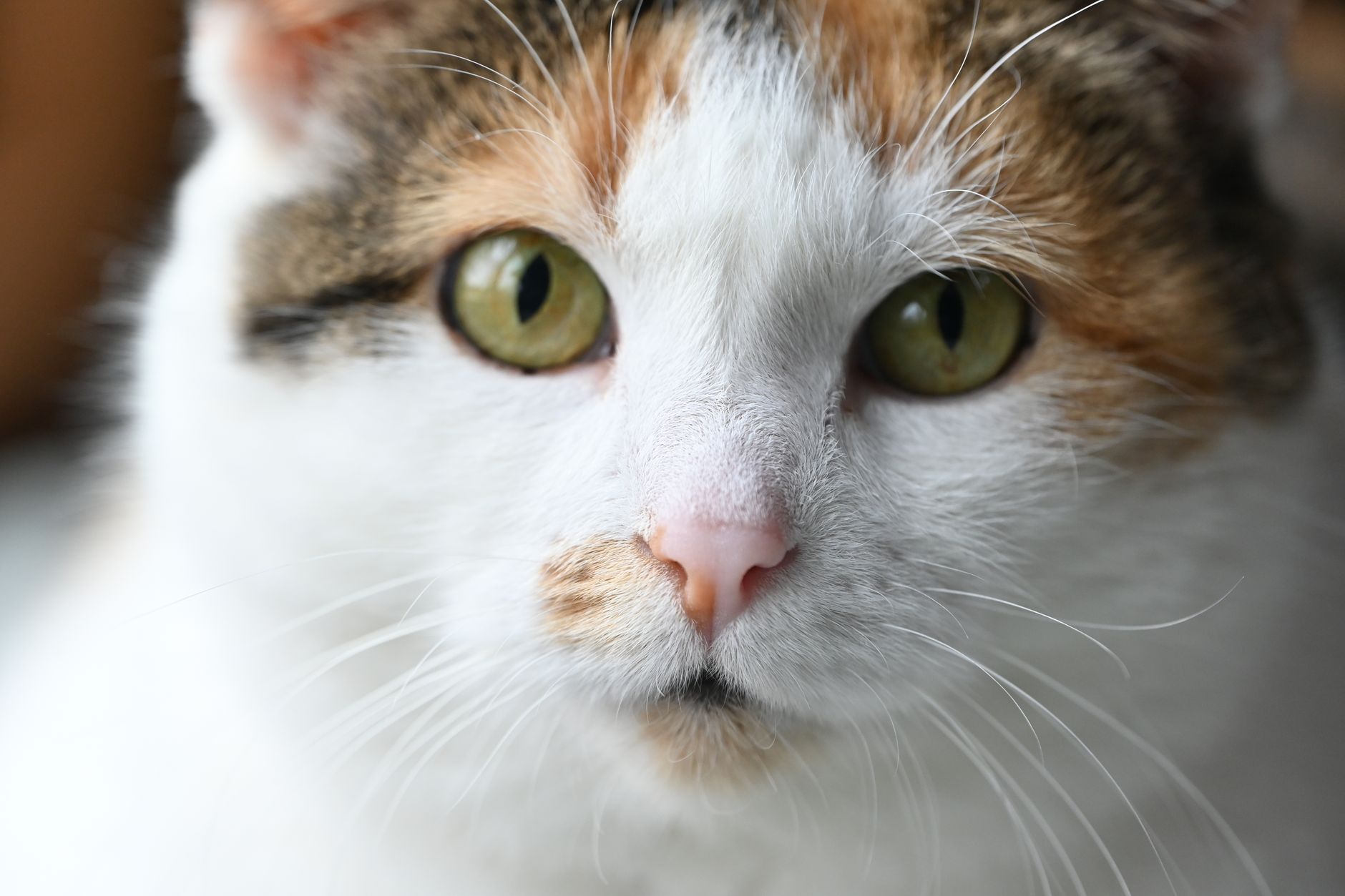 Veterinarian examining a cat during a checkup