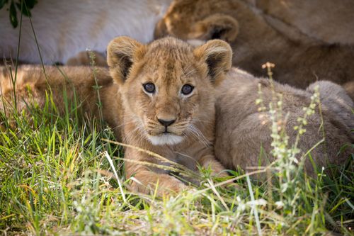 Free Close-up of a lion cub resting in the grass, showcasing wildlife beauty in Kenya. Perfect for nature and wildlife themes. Stock Photo
