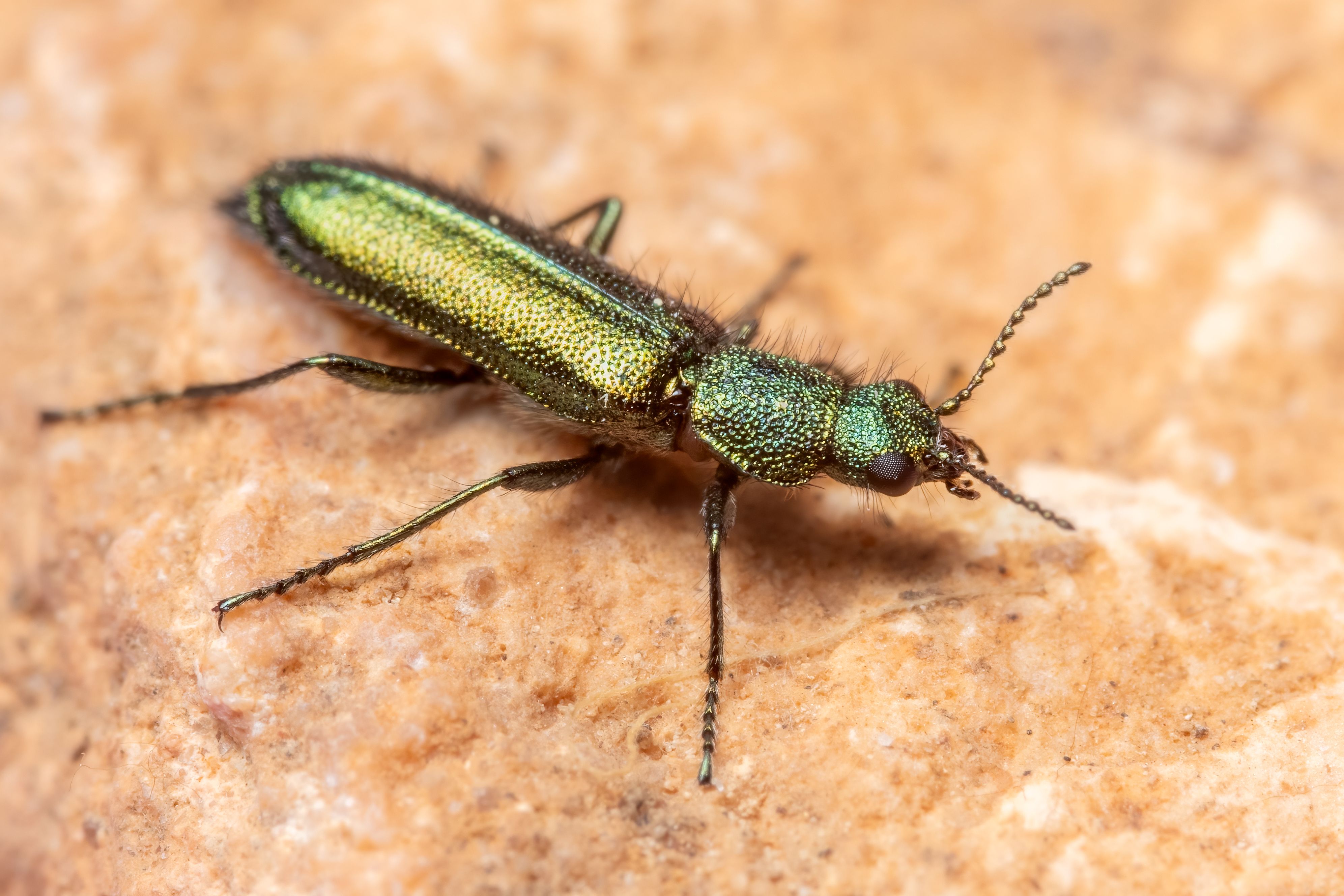 Macro photograph of an iridescent green beetle with fine details viewed in natural light.
