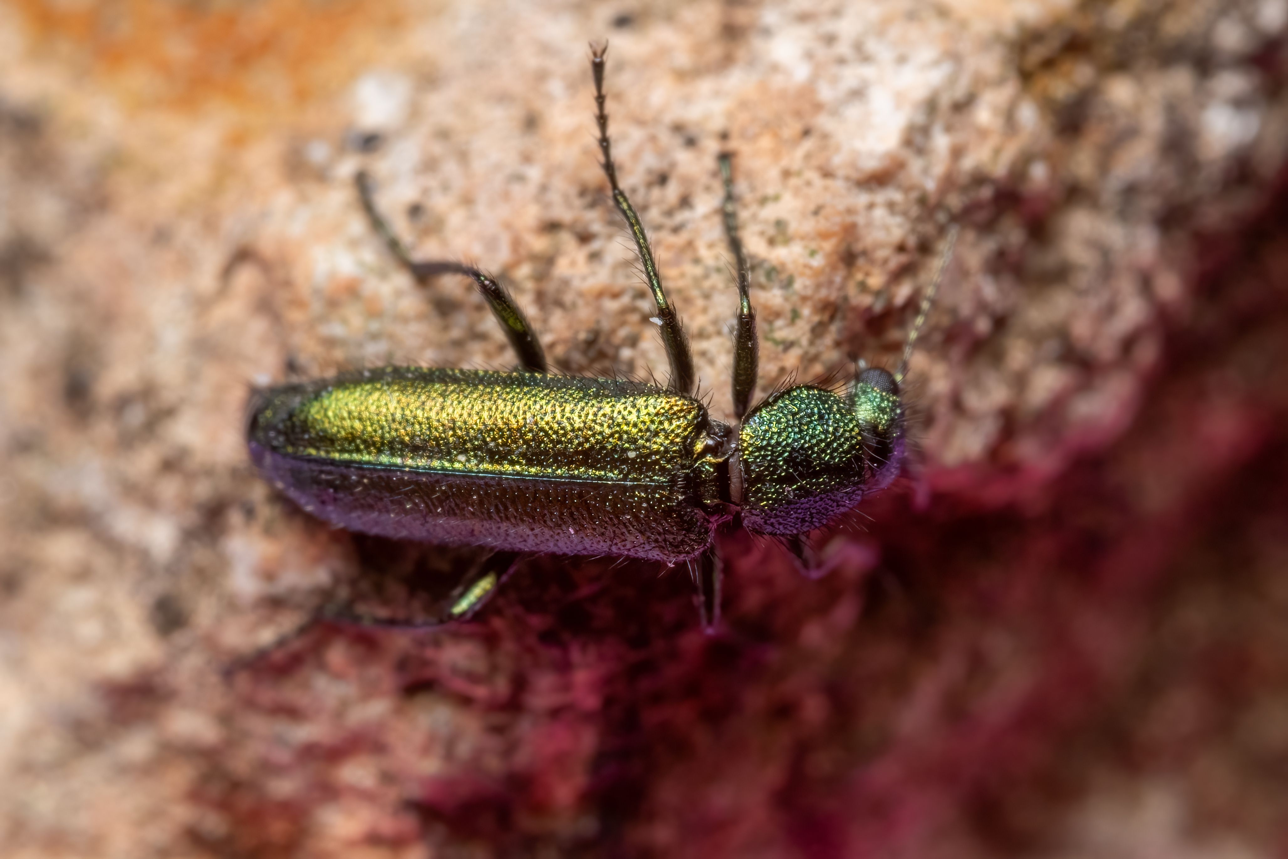 Detailed macro shot of a metallic green jewel beetle with iridescent shine in Valencia, Spain.