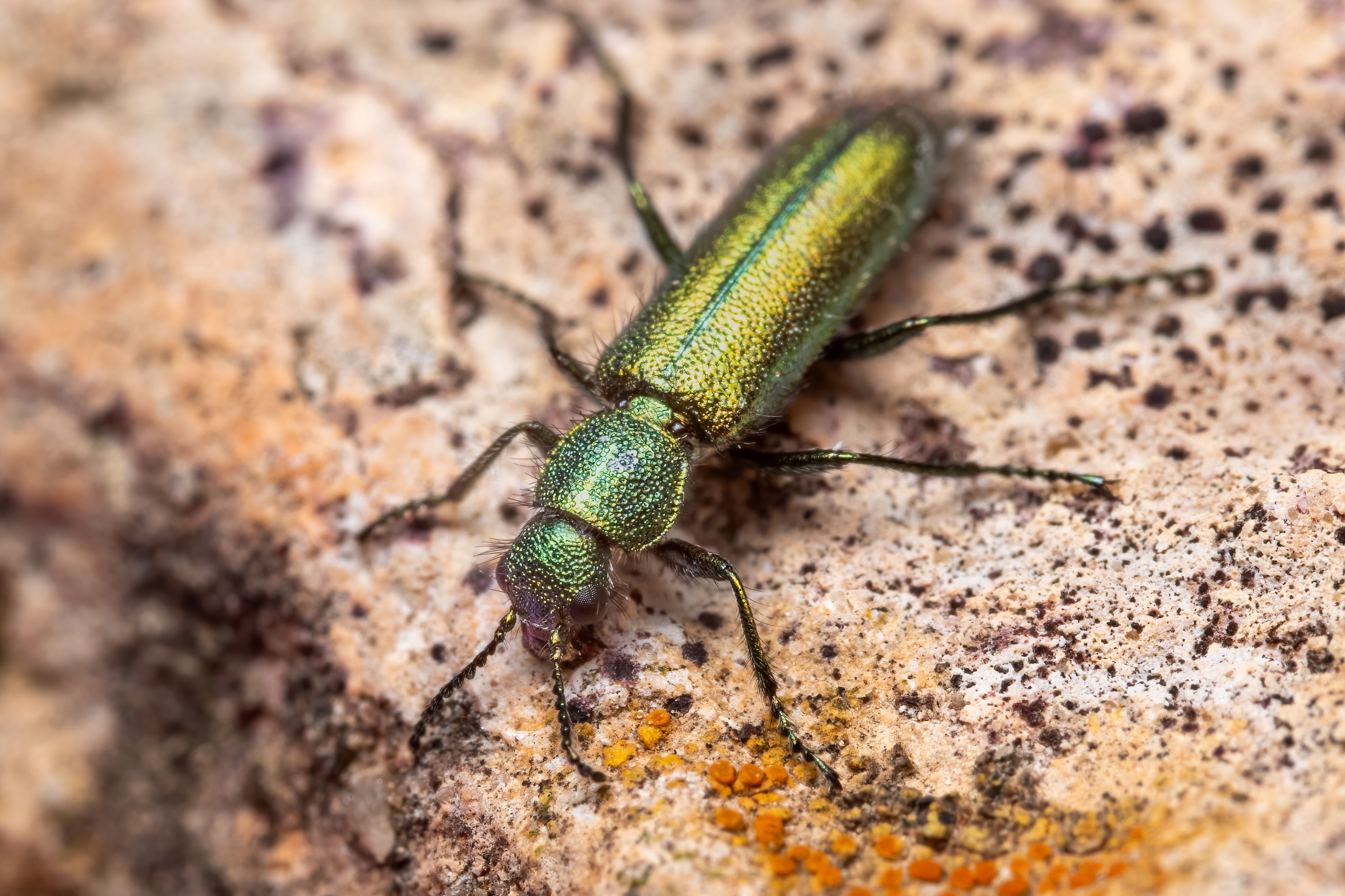 Detailed macro shot of a jewel beetle with iridescent shine and textured exoskeleton.