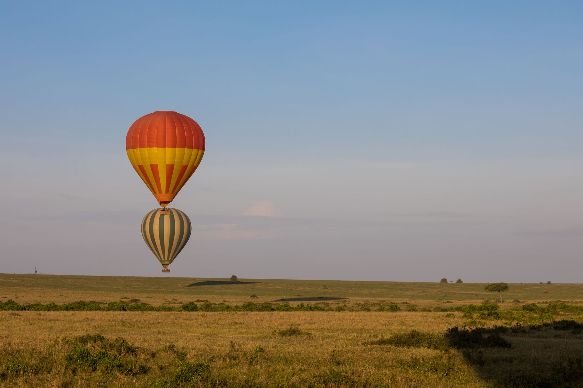 Hot air balloons floating over the Maasai Mara savannah during sunrise in Kenya.