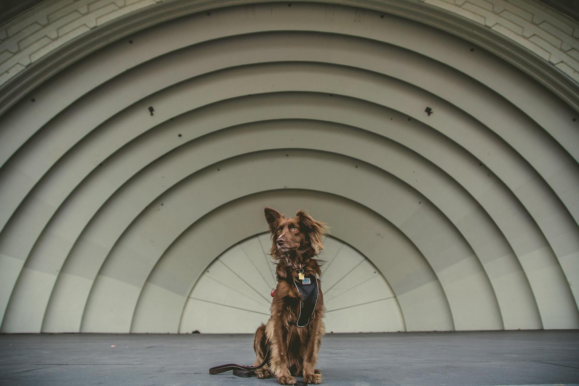 Den bruna långrockade stora hunden sitter på insikter