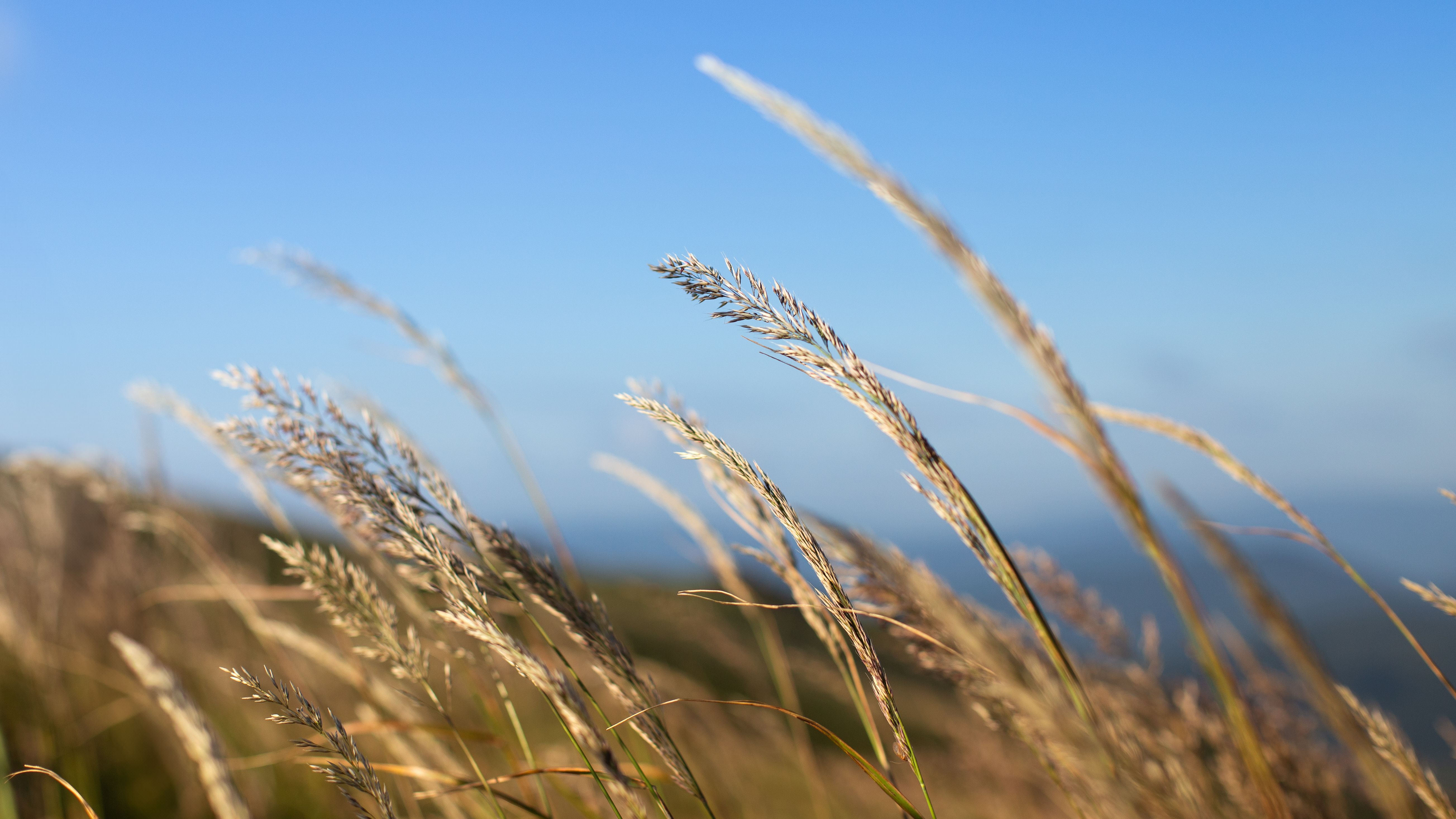 Seeds of forage plants; Kentucky blue grass (Poa pratensis L.) seeds, of a kind used for sowing