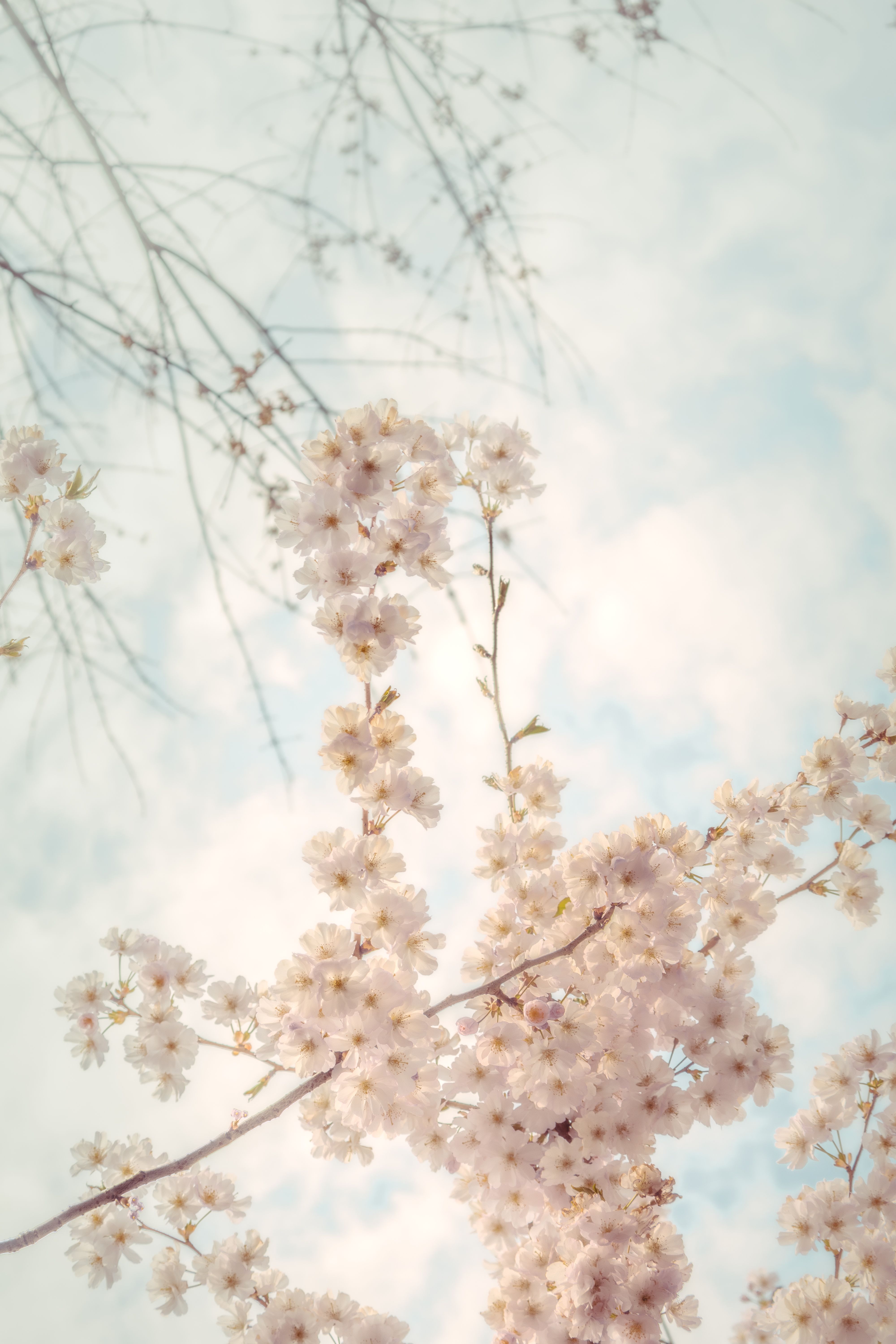 Cherry blossom branches under a clear sky, evoking spring serenity.