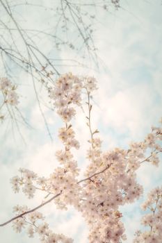 Cherry blossom branches under a clear sky, evoking spring serenity.