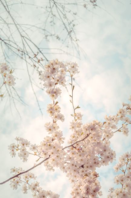 Cherry blossom branches under a clear sky, evoking spring serenity.
