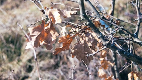 Free stock photo of leaves, sun