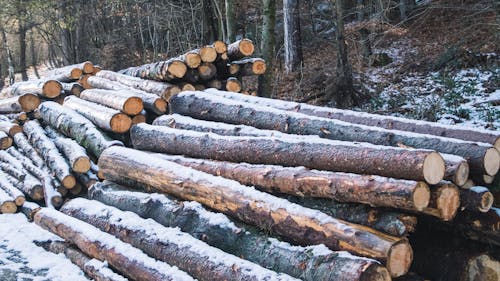 Ingyenes stockfotó esik fák, fa, fák témában