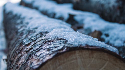 Free stock photo of fall trees, snow, trees