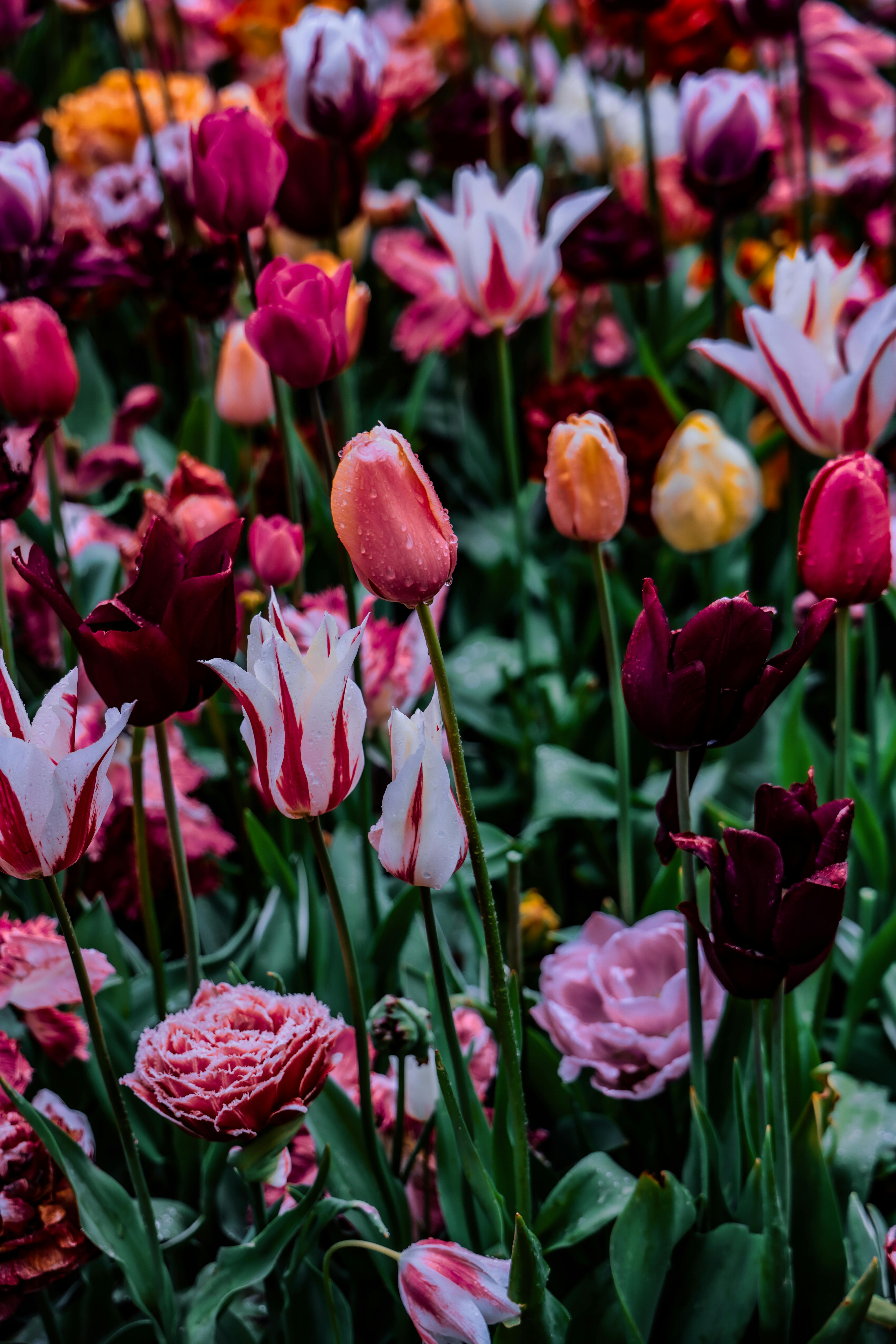 [ColoSach]-a-colorful-array-of-tulips-and-flowers-in-full-bloom-at-a-garden-in-lisse,-netherlands.