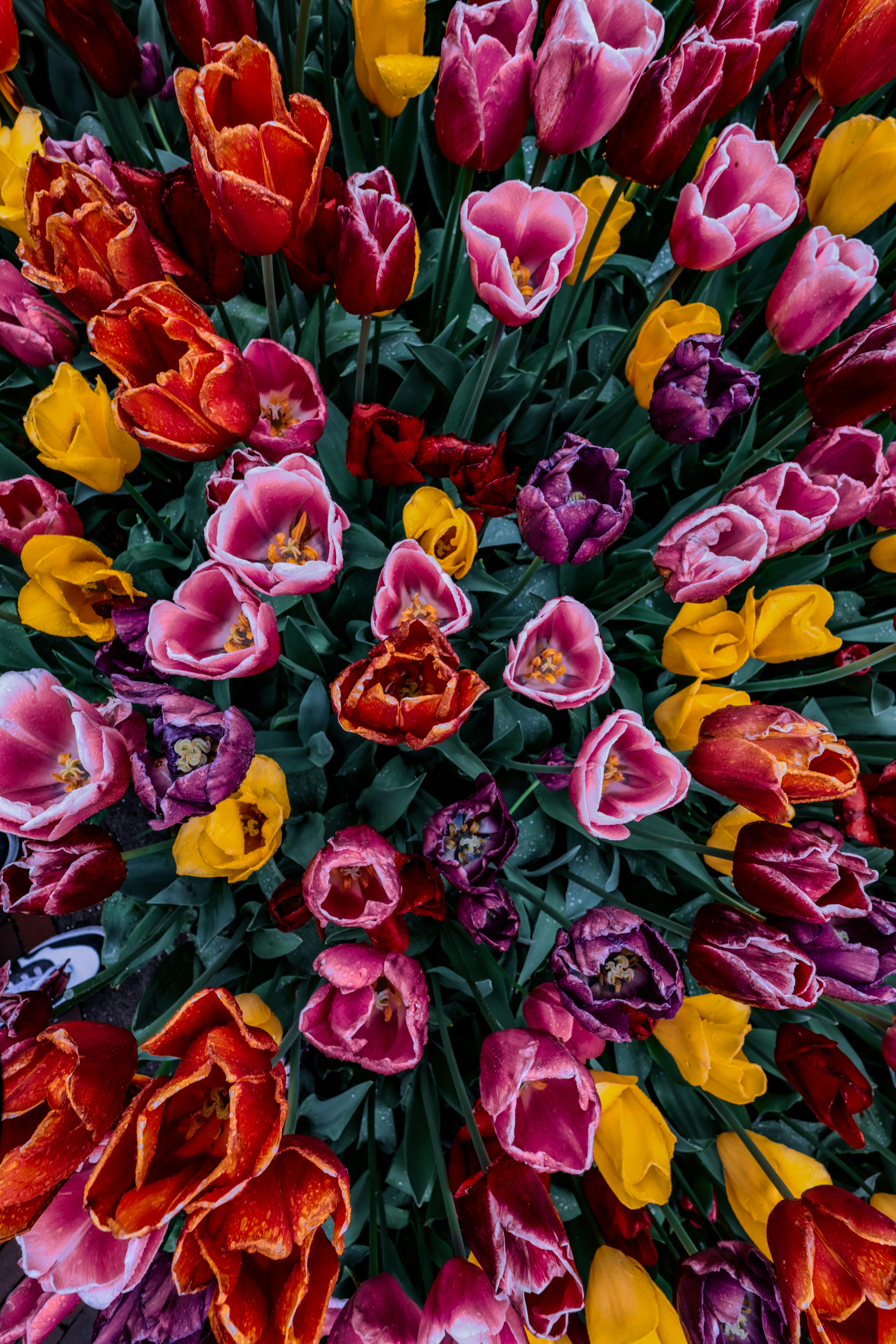 [ColoSach]-a-colorful-top-down-view-of-blooming-tulips-in-lisse,-netherlands,-showcasing-vibrant-reds,-pinks,-and-yellows.