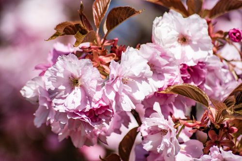 Free Vibrant pink and white cherry blossoms in full bloom during springtime. Stock Photo
