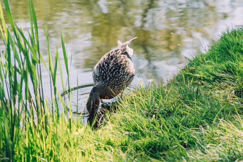 Free A duck searches for food along a grassy pond edge in spring, under bright daylight. Stock Photo