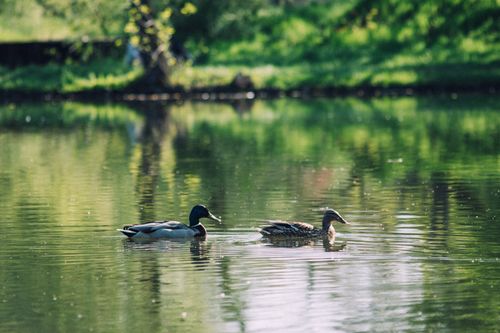 Free Two ducks peacefully glide on a tranquil pond, surrounded by spring greenery. Stock Photo