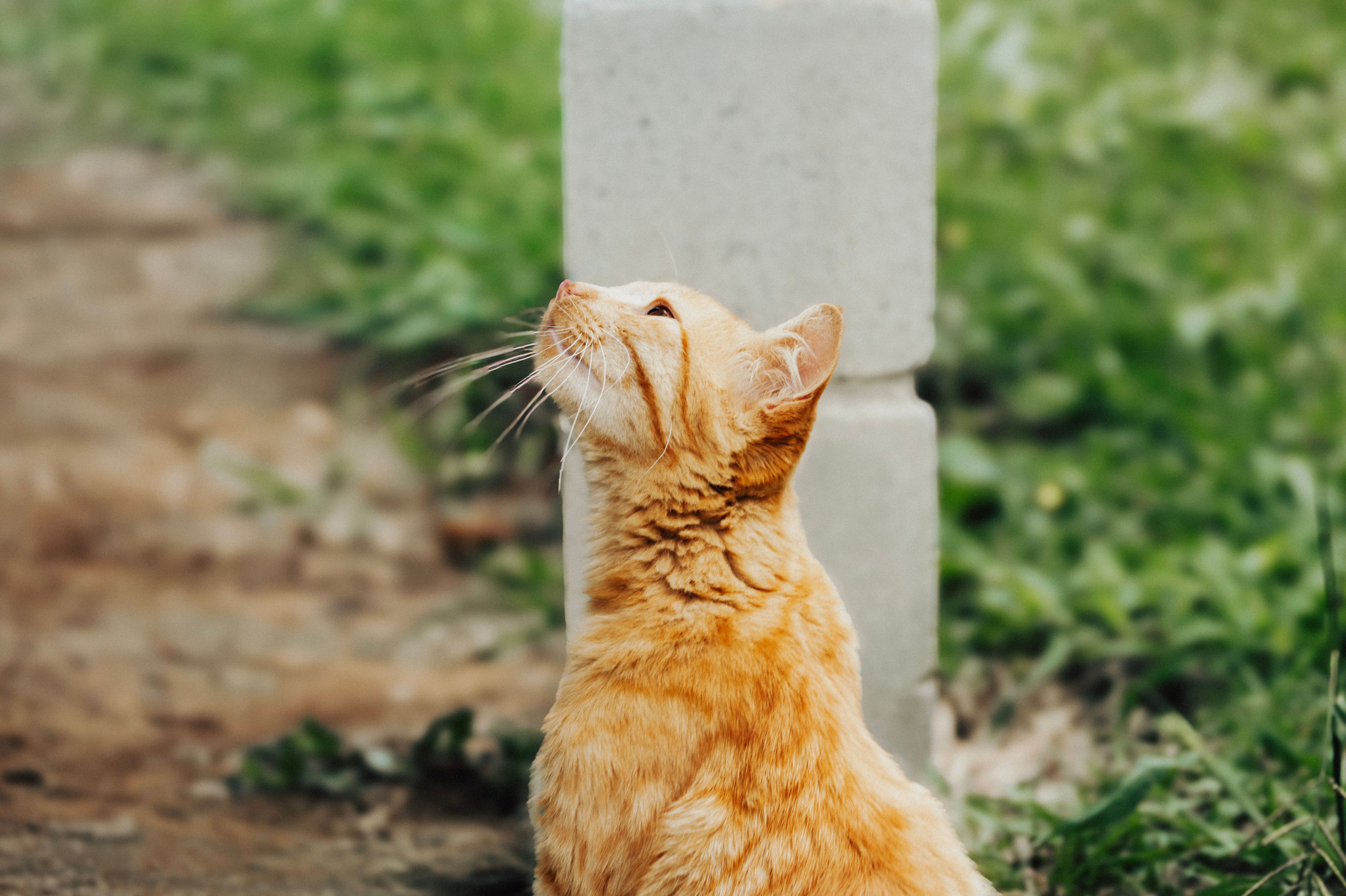 Um lindo gato tigrado laranja sentado calmamente ao ar livre, exibindo sua beleza natural e curiosidade.