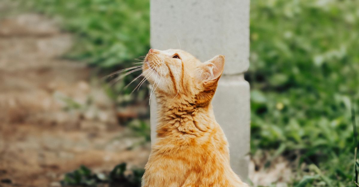 Um lindo gato tigrado laranja sentado calmamente ao ar livre, exibindo sua beleza natural e curiosidade.