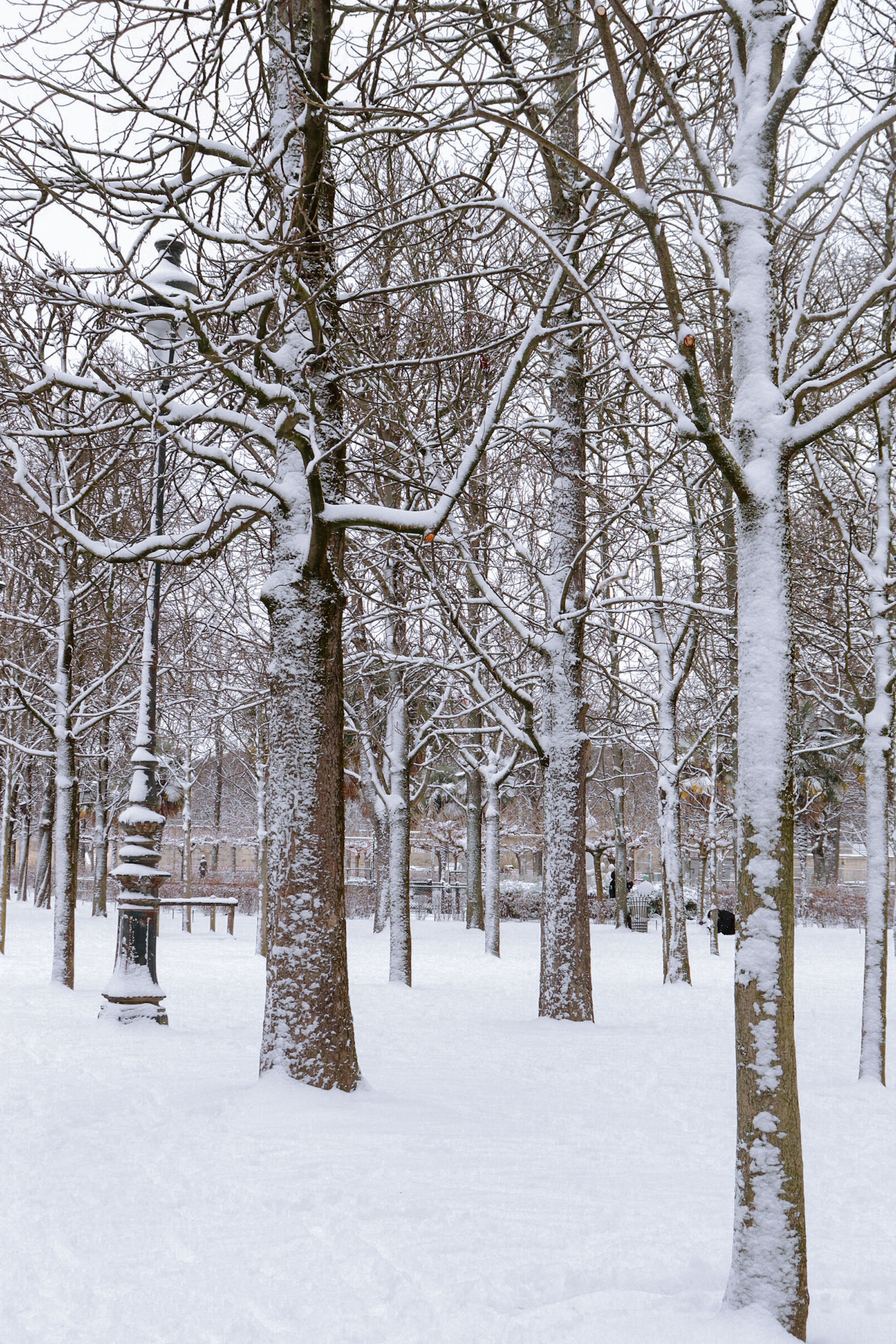 Serene winter scene of a snow-blanketed park with bare trees and soft natural light.