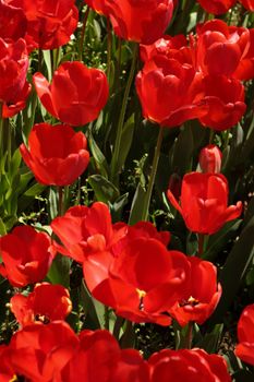 A captivating display of vibrant red tulips in full bloom, capturing the essence of spring.