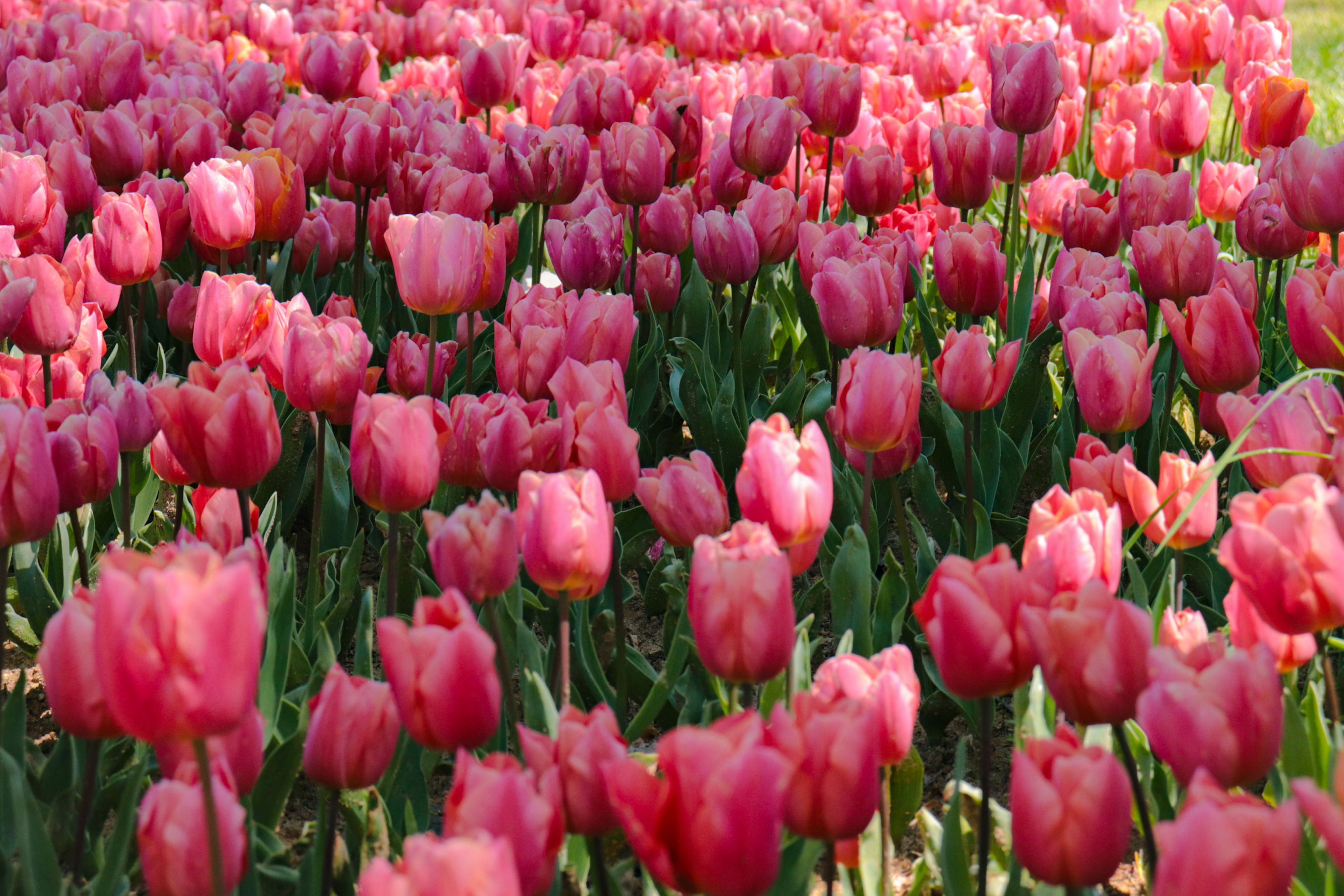 Rijen paarse en roze tulpen in volle bloei