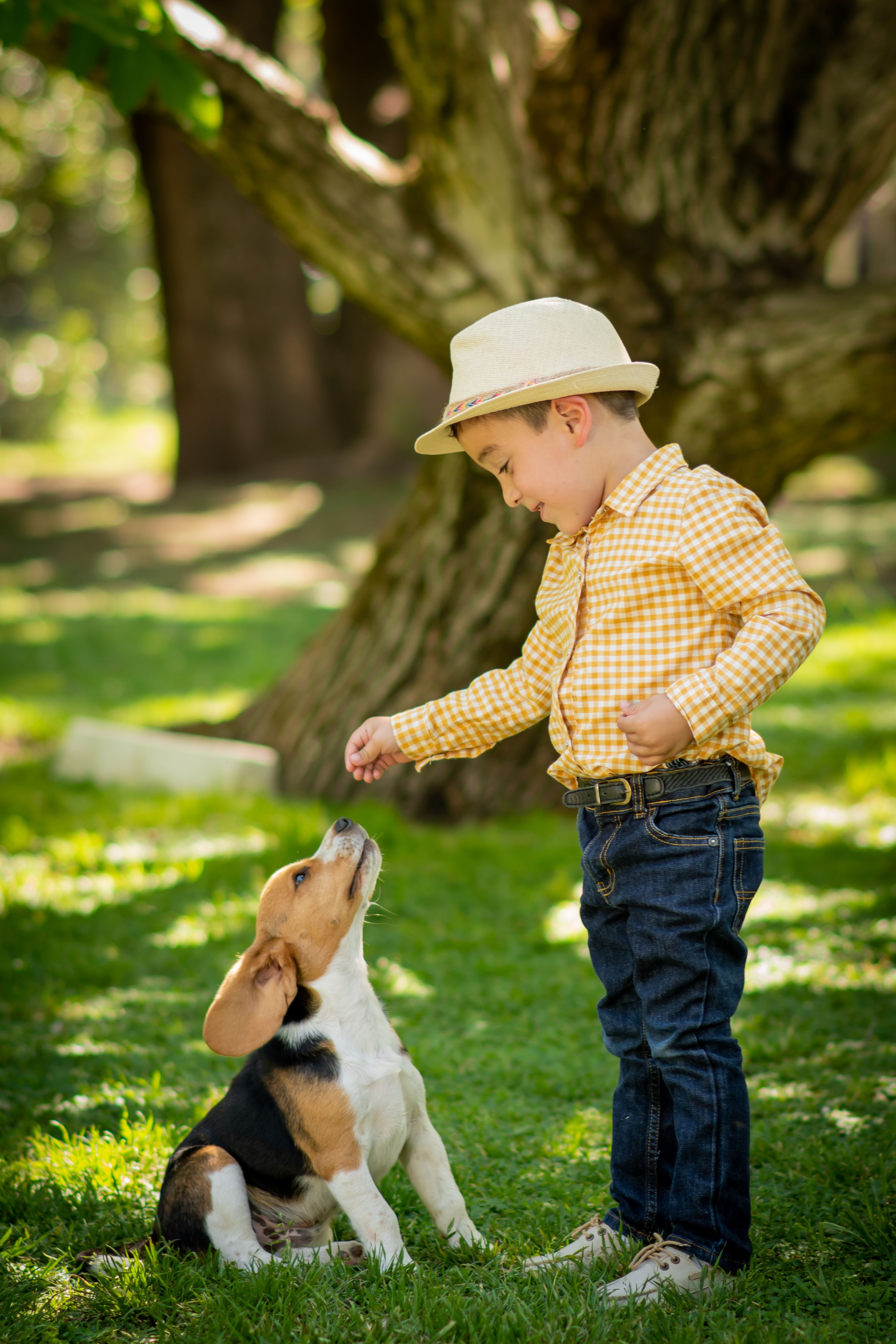A young boy in a hat feeds a beagle puppy in a sunny park, surrounded by lush greenery.