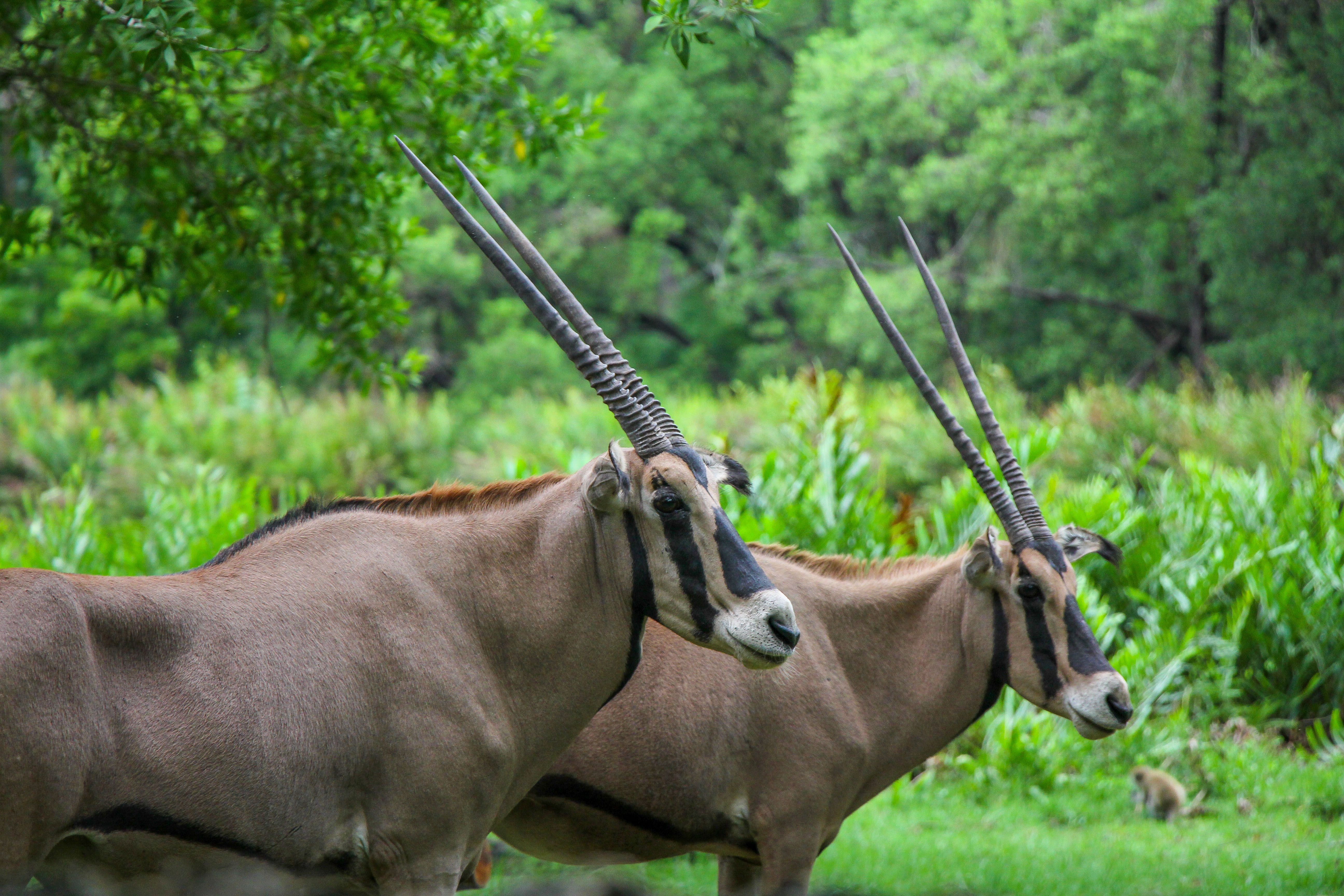 Nguuni Nature Sanctuary