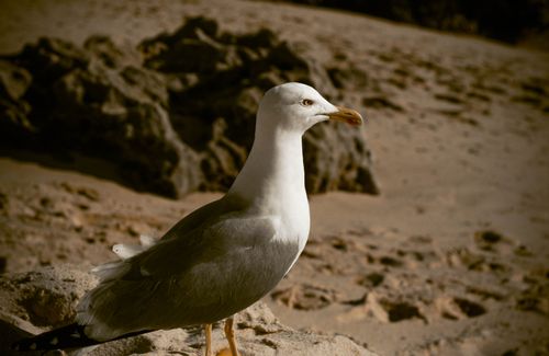 Free A solitary seagull stands on a sandy beach with rocky background during sunset. Stock Photo