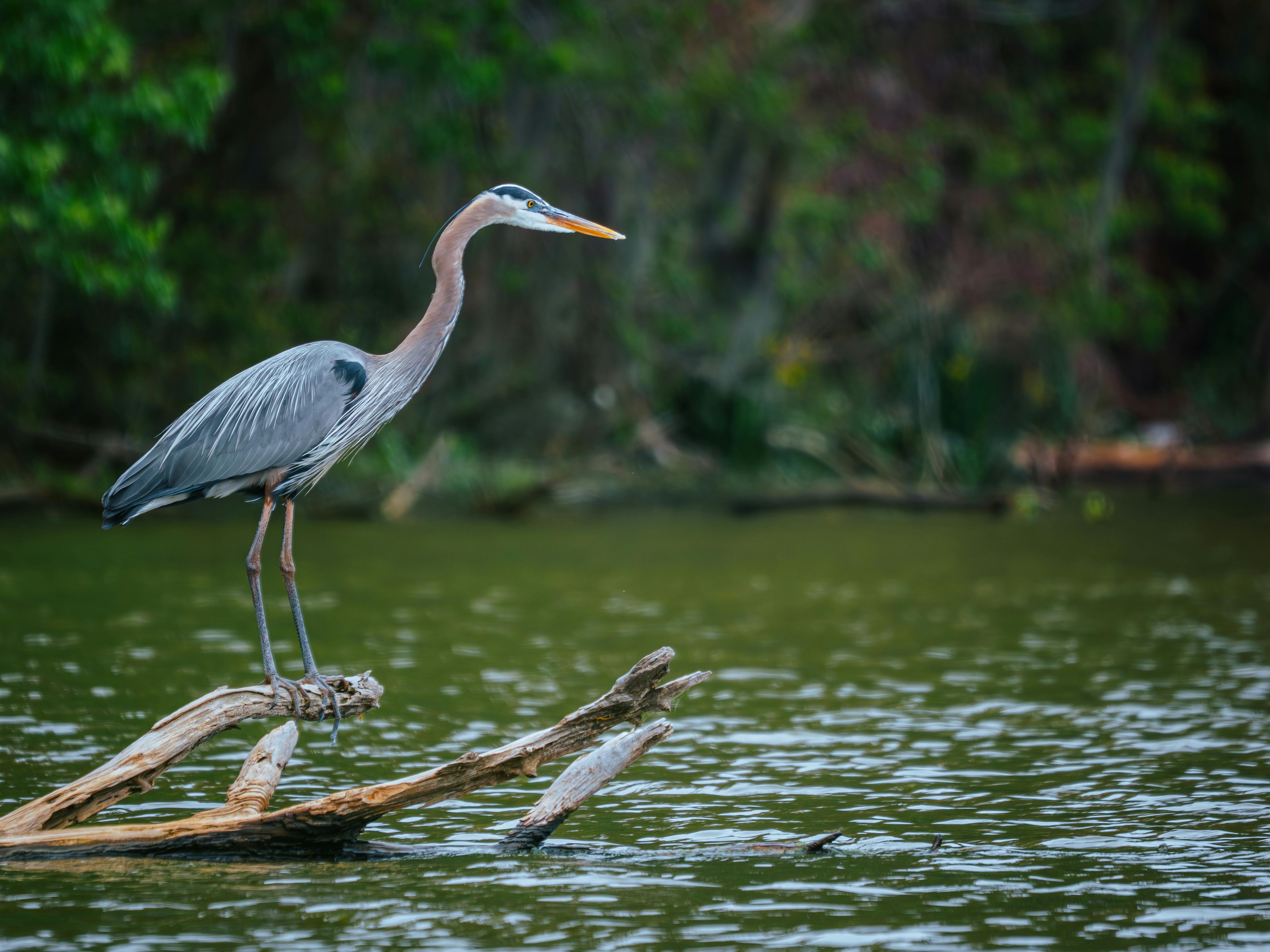 Great American Outdoor Show returns to Harrisburg for 2026: What to know before you go — Photo by Ariel Hernandez on Pexels