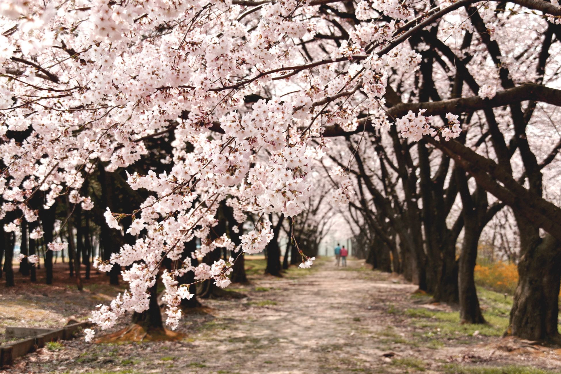 Man begraven onder Japanse sierkers naast vader