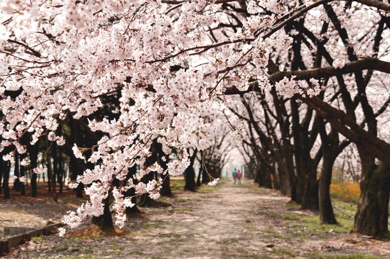 滿開櫻花延伸的公園小徑