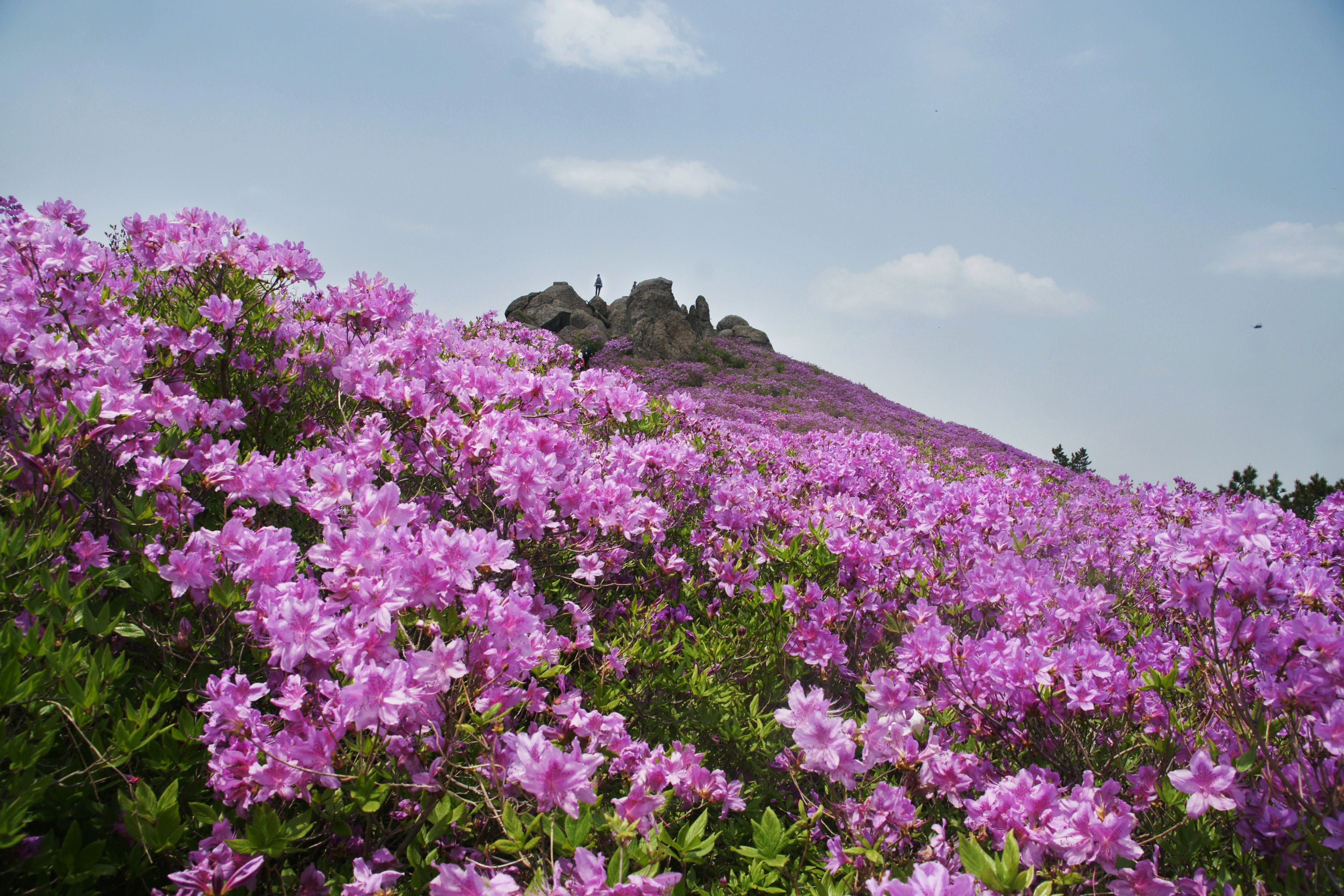 소백산 비로봉 능선 철쭉 군락 연분홍 꽃 물결