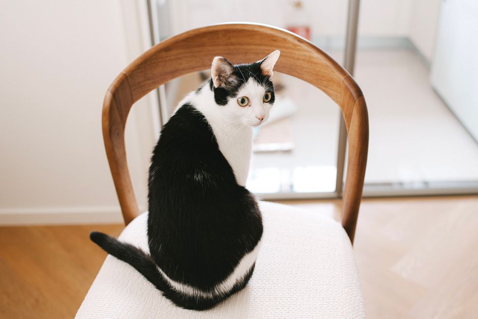 愛らしい白黒の猫が、室内の椅子に優雅に座り、好奇心旺盛な様子で振り返っている。