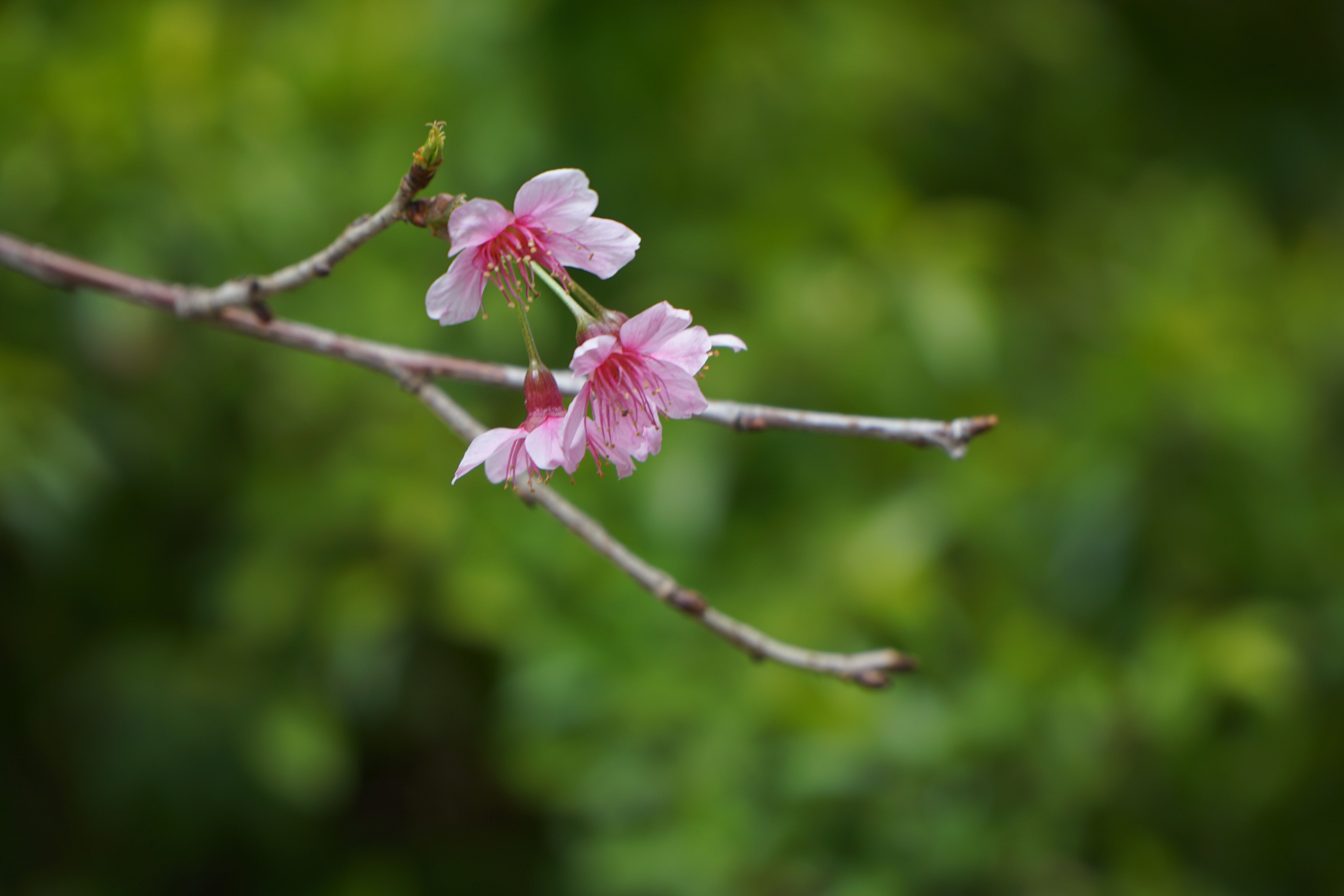 Close-up of pink cherry blossoms with a blurred green background, capturing spring's essence.