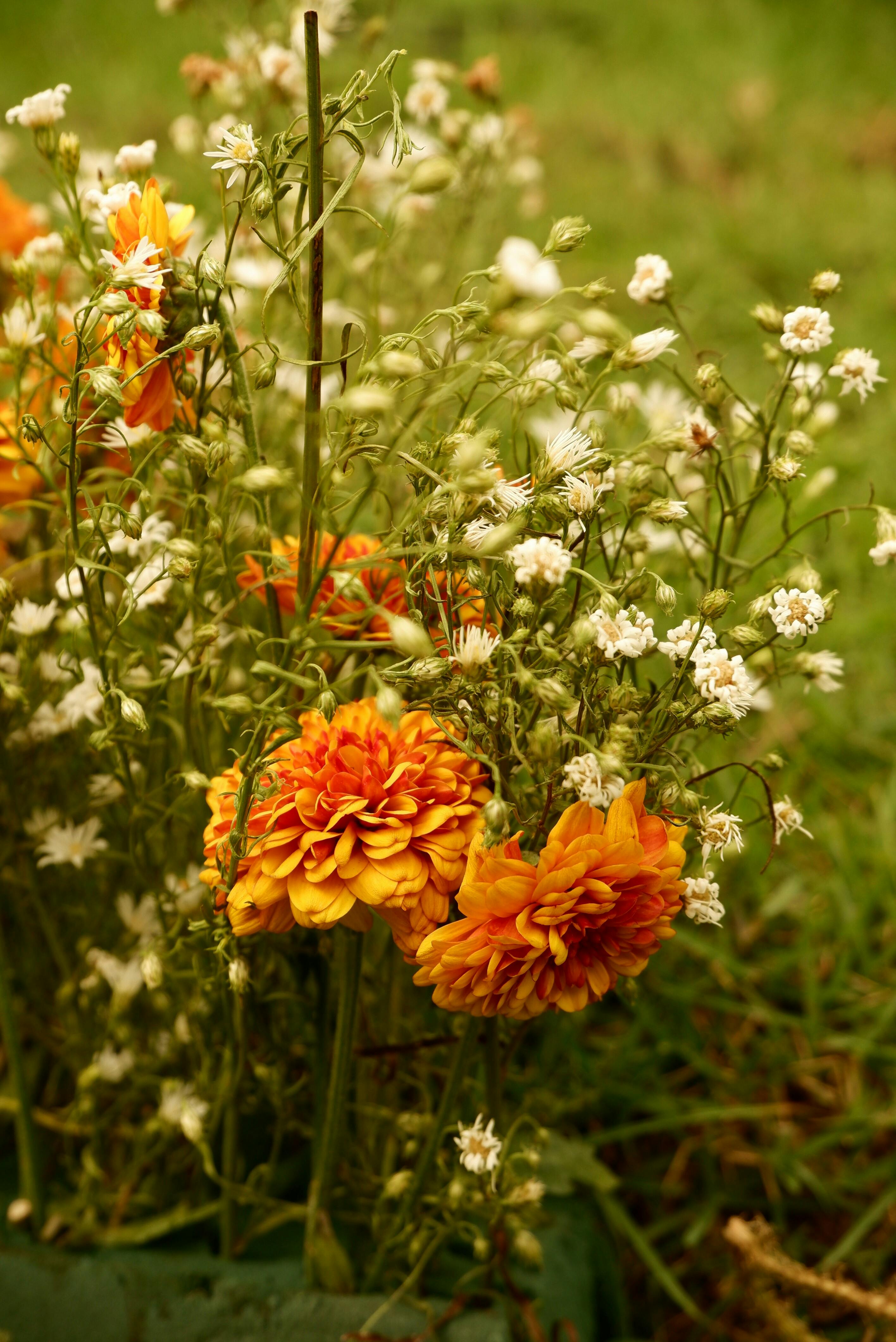 [ColoSach]-bright-marigold-flowers-blooming-amidst-lush-greenery-and-tiny-white-blossoms-in-the-philippines.