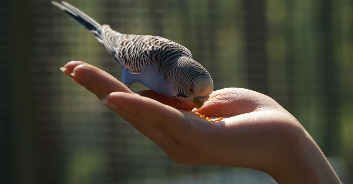 Ração para Periquito: Qual a Melhor Opção para o Seu Bichinho?