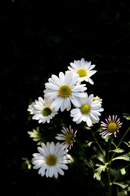 Free A close-up shot of white daisies with green centers, illuminated against a dark background. Stock Photo