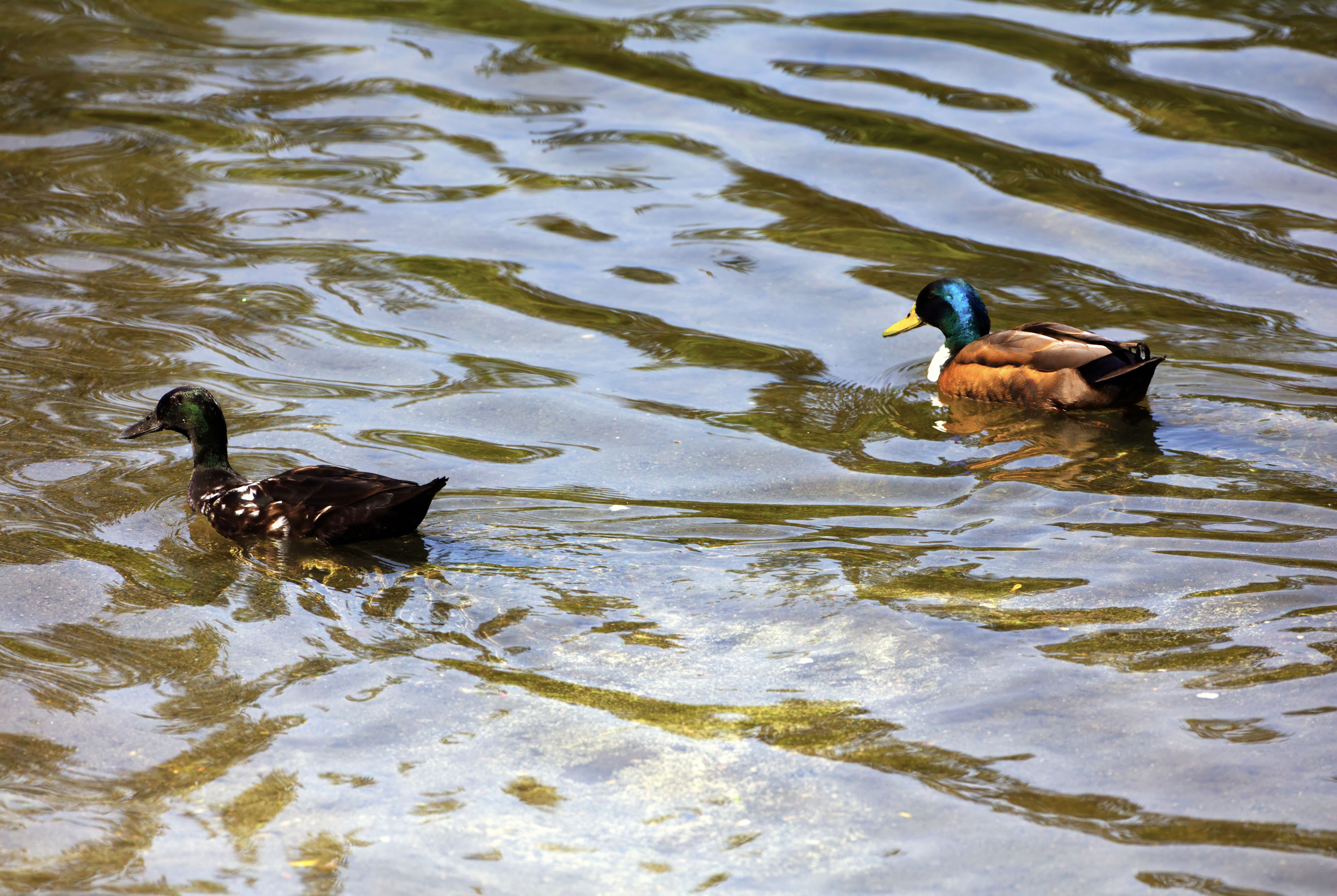 Why do ducks turn brown? - The Institute for Environmental Research and ...